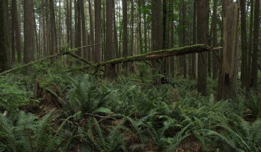 Batı Kanada 'da derin bir ormanda gözlemlenebilen doğal çeşitlilik. Vancouver. Sabah ve gündüz.