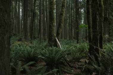 Batı Kanada 'da derin bir ormanda gözlemlenebilen doğal çeşitlilik. Vancouver. Sabah ve gündüz.