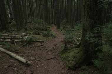 Batı Kanada 'da derin bir ormanda gözlemlenebilen doğal çeşitlilik. Vancouver. Sabah ve gündüz.