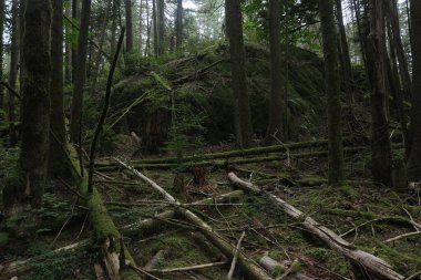 Batı Kanada 'da derin bir ormanda gözlemlenebilen doğal çeşitlilik. Vancouver. Sabah ve gündüz.