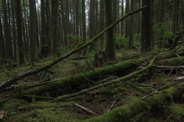 Batı Kanada 'da derin bir ormanda gözlemlenebilen doğal çeşitlilik. Vancouver. Sabah ve gündüz.