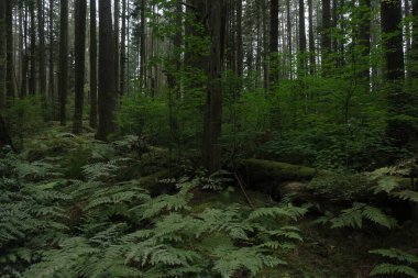 Batı Kanada 'da derin bir ormanda gözlemlenebilen doğal çeşitlilik. Vancouver. Sabah ve gündüz.