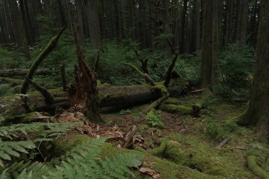 Batı Kanada 'da derin bir ormanda gözlemlenebilen doğal çeşitlilik. Vancouver. Sabah ve gündüz.