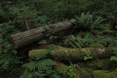 Batı Kanada 'da derin bir ormanda gözlemlenebilen doğal çeşitlilik. Vancouver. Sabah ve gündüz.