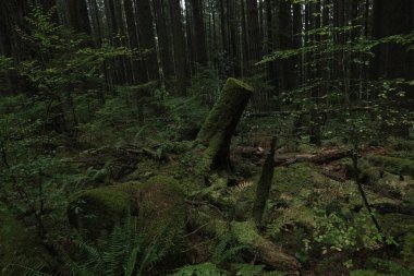 Batı Kanada 'da derin bir ormanda gözlemlenebilen doğal çeşitlilik. Vancouver. Sabah ve gündüz.