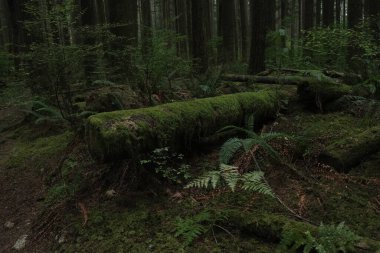 Batı Kanada 'da derin bir ormanda gözlemlenebilen doğal çeşitlilik. Vancouver. Sabah ve gündüz.
