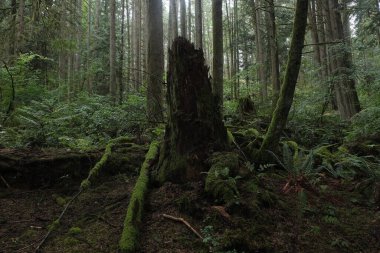 Batı Kanada 'da derin bir ormanda gözlemlenebilen doğal çeşitlilik. Vancouver. Sabah ve gündüz.