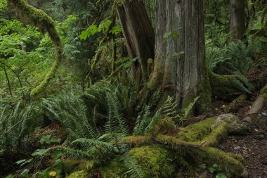 Batı Kanada 'da derin bir ormanda gözlemlenebilen doğal çeşitlilik. Vancouver. Sabah ve gündüz.