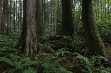Batı Kanada 'da derin bir ormanda gözlemlenebilen doğal çeşitlilik. Vancouver. Sabah ve gündüz.