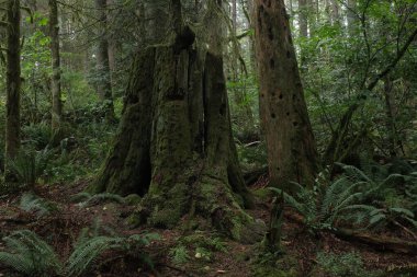 Batı Kanada 'da derin bir ormanda gözlemlenebilen doğal çeşitlilik. Vancouver. Sabah ve gündüz.