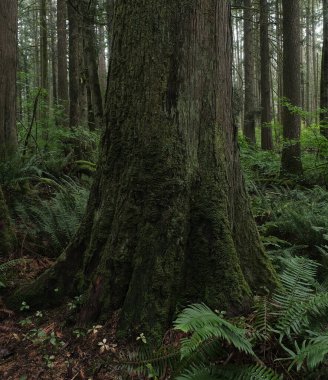Batı Kanada 'da derin bir ormanda gözlemlenebilen doğal çeşitlilik. Vancouver. Sabah ve gündüz.