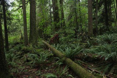 Batı Kanada 'da derin bir ormanda gözlemlenebilen doğal çeşitlilik. Vancouver. Sabah ve gündüz.