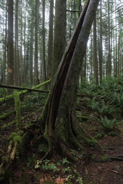 Batı Kanada 'da derin bir ormanda gözlemlenebilen doğal çeşitlilik. Vancouver. Sabah ve gündüz.