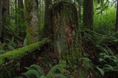Batı Kanada 'da derin bir ormanda gözlemlenebilen doğal çeşitlilik. Vancouver. Sabah ve gündüz.
