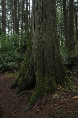 Batı Kanada 'da derin bir ormanda gözlemlenebilen doğal çeşitlilik. Vancouver. Sabah ve gündüz.
