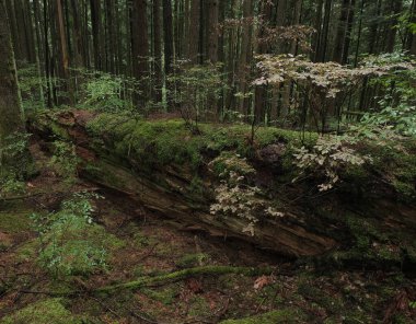 Batı Kanada 'da derin bir ormanda gözlemlenebilen doğal çeşitlilik. Vancouver. Sabah ve gündüz.