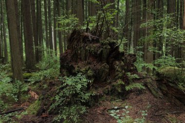 Batı Kanada 'da derin bir ormanda gözlemlenebilen doğal çeşitlilik. Vancouver. Sabah ve gündüz.