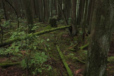 Batı Kanada 'da derin bir ormanda gözlemlenebilen doğal çeşitlilik. Vancouver. Sabah ve gündüz.