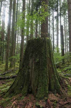 Batı Kanada 'da derin bir ormanda gözlemlenebilen doğal çeşitlilik. Vancouver. Sabah ve gündüz.