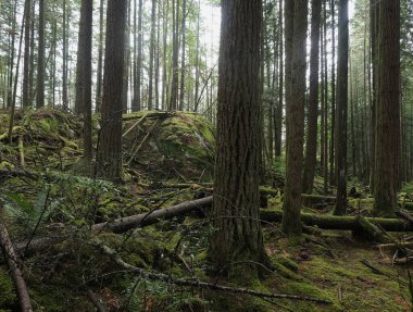 Batı Kanada 'da derin bir ormanda gözlemlenebilen doğal çeşitlilik. Vancouver. Sabah ve gündüz.