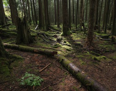 Batı Kanada 'da derin bir ormanda gözlemlenebilen doğal çeşitlilik. Vancouver. Sabah ve gündüz.