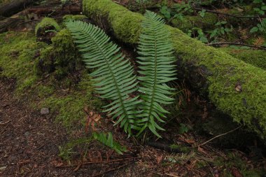 Batı Kanada 'da derin bir ormanda gözlemlenebilen doğal çeşitlilik. Vancouver. Sabah ve gündüz.