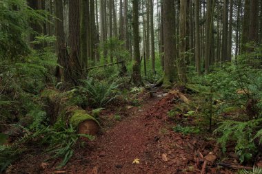 Batı Kanada 'da derin bir ormanda gözlemlenebilen doğal çeşitlilik. Vancouver. Sabah ve gündüz.