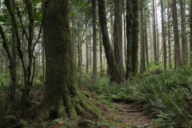Batı Kanada 'da derin bir ormanda gözlemlenebilen doğal çeşitlilik. Vancouver. Sabah ve gündüz.