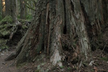 Batı Kanada 'da derin bir ormanda gözlemlenebilen doğal çeşitlilik. Vancouver. Sabah ve gündüz.