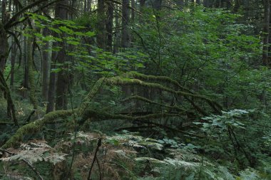 Batı Kanada 'da derin bir ormanda gözlemlenebilen doğal çeşitlilik. Vancouver. Sabah ve gündüz.