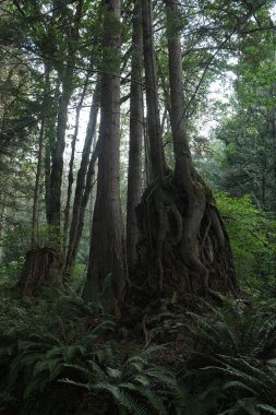 Batı Kanada 'da derin bir ormanda gözlemlenebilen doğal çeşitlilik. Vancouver. Sabah ve gündüz.