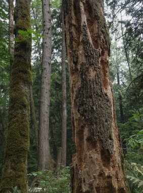 Batı Kanada 'da derin bir ormanda gözlemlenebilen doğal çeşitlilik. Vancouver. Sabah ve gündüz.