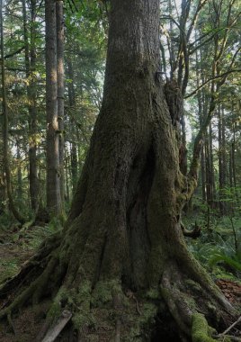 Batı Kanada 'da derin bir ormanda gözlemlenebilen doğal çeşitlilik. Vancouver. Sabah ve gündüz.