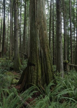 Batı Kanada 'da derin bir ormanda gözlemlenebilen doğal çeşitlilik. Vancouver. Sabah ve gündüz.