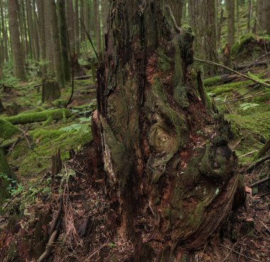 Batı Kanada 'da derin bir ormanda gözlemlenebilen doğal çeşitlilik. Vancouver. Sabah ve gündüz.