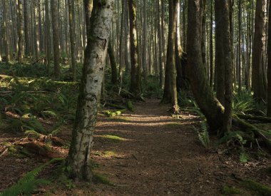 Batı Kanada 'da derin bir ormanda gözlemlenebilen doğal çeşitlilik. Vancouver. Sabah ve gündüz.