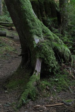 Batı Kanada 'da derin bir ormanda gözlemlenebilen doğal çeşitlilik. Vancouver. Sabah ve gündüz.