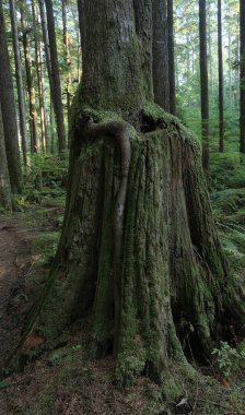 Batı Kanada 'da derin bir ormanda gözlemlenebilen doğal çeşitlilik. Vancouver. Sabah ve gündüz.