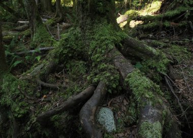 Batı Kanada 'da derin bir ormanda gözlemlenebilen doğal çeşitlilik. Vancouver. Sabah ve gündüz.