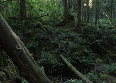 Batı Kanada 'da derin bir ormanda gözlemlenebilen doğal çeşitlilik. Vancouver. Sabah ve gündüz.