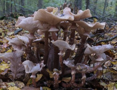 Çeşitli mantar türleri. Hem Fransa 'da hem de Batı Kanada' da orman, park ve bataklık alanlarında vuruldu..
