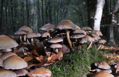 Çeşitli mantar türleri. Hem Fransa 'da hem de Batı Kanada' da orman, park ve bataklık alanlarında vuruldu..
