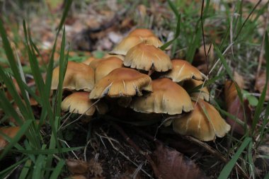 Çeşitli mantar türleri. Hem Fransa 'da hem de Batı Kanada' da orman, park ve bataklık alanlarında vuruldu..