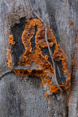Çeşitli mantar türleri. Hem Fransa 'da hem de Batı Kanada' da orman, park ve bataklık alanlarında vuruldu..