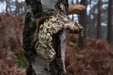 Çeşitli mantar türleri. Hem Fransa 'da hem de Batı Kanada' da orman, park ve bataklık alanlarında vuruldu..