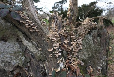 Çeşitli mantar türleri. Hem Fransa 'da hem de Batı Kanada' da orman, park ve bataklık alanlarında vuruldu..