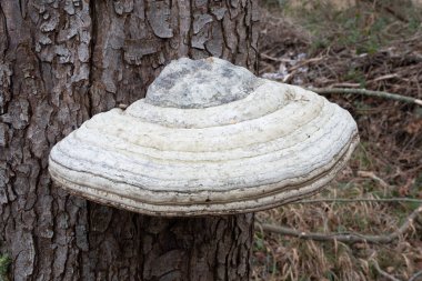 Çeşitli mantar türleri. Hem Fransa 'da hem de Batı Kanada' da orman, park ve bataklık alanlarında vuruldu..