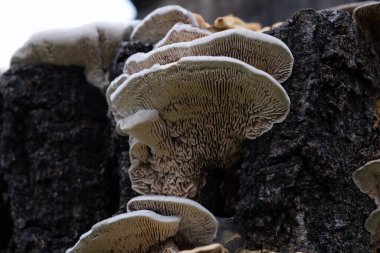 Çeşitli mantar türleri. Hem Fransa 'da hem de Batı Kanada' da orman, park ve bataklık alanlarında vuruldu..
