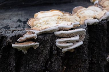 Çeşitli mantar türleri. Hem Fransa 'da hem de Batı Kanada' da orman, park ve bataklık alanlarında vuruldu..