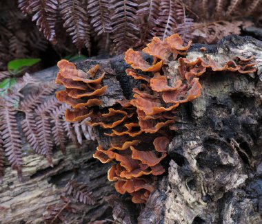 Çeşitli mantar türleri. Hem Fransa 'da hem de Batı Kanada' da orman, park ve bataklık alanlarında vuruldu..
